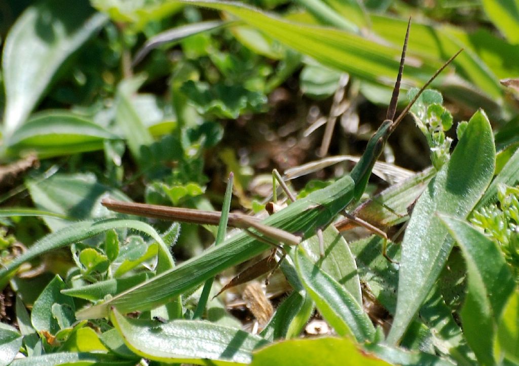 ID